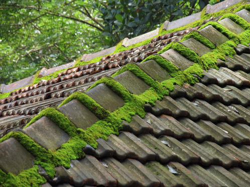 Démoussage de toiture à Saint-Agnan